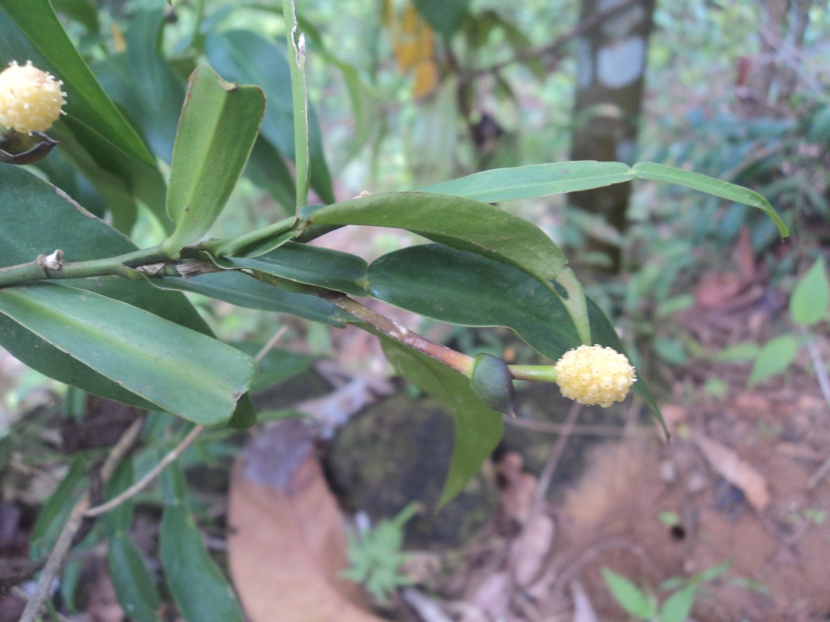 Pothos hookeri Schott